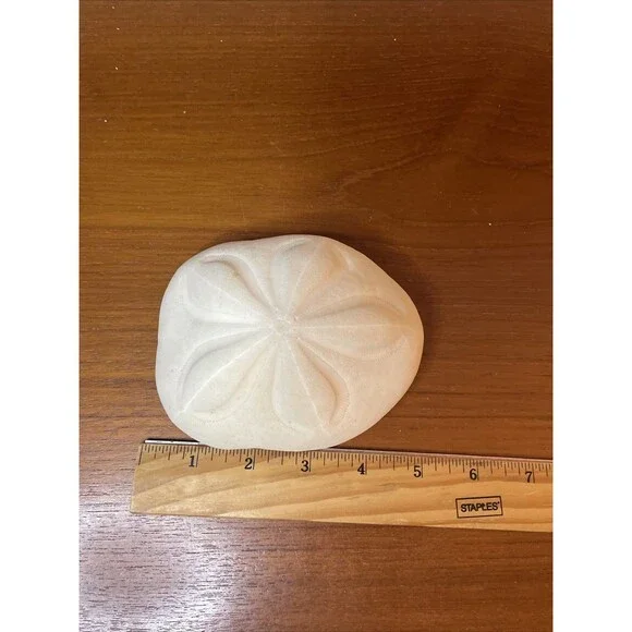 Puffy Sea Biscuit Sand Dollar Large Fossil Seashell Nautical Ocean Beach Decor - Picture 6 of 6